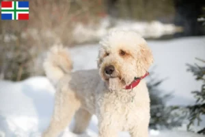 Mehr über den Artikel erfahren Labradoodle Züchter und Welpen in Groningen