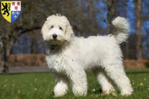 Mehr über den Artikel erfahren Labradoodle Züchter und Welpen in Hauts-de-France