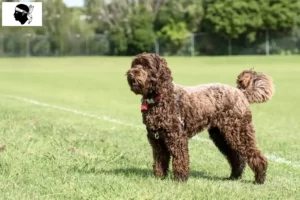 Mehr über den Artikel erfahren Labradoodle Züchter und Welpen auf Korsika