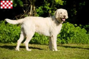 Mehr über den Artikel erfahren Labradoodle Züchter und Welpen in Nordbrabant