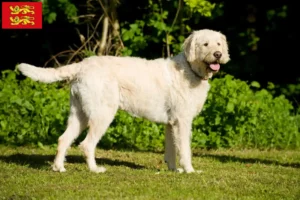 Mehr über den Artikel erfahren Labradoodle Züchter und Welpen in der Normandie