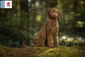 Mehr über den Artikel erfahren Labradoodle Züchter und Welpen in Nouvelle-Aquitaine