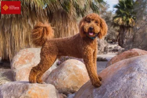 Mehr über den Artikel erfahren Labradoodle Züchter und Welpen in Okzitanien