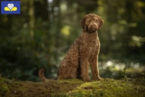 Mehr über den Artikel erfahren Labradoodle Züchter und Welpen in Region Brüssel-Hauptstadt