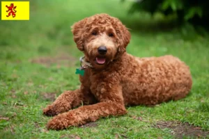 Mehr über den Artikel erfahren Labradoodle Züchter und Welpen in Südholland