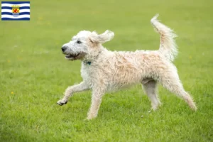 Mehr über den Artikel erfahren Labradoodle Züchter und Welpen in Zeeland