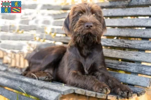 Mehr über den Artikel erfahren Pudelpointer Züchter und Welpen in Bourgogne-Franche-Comté