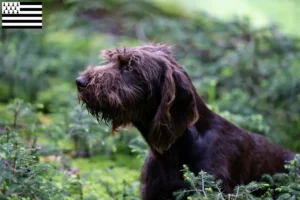 Mehr über den Artikel erfahren Pudelpointer Züchter und Welpen in der Bretagne