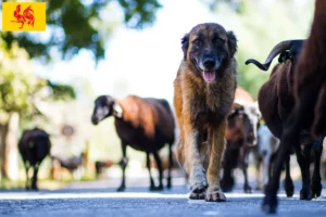 Mehr über den Artikel erfahren Cão Da Serra Da Estrela Züchter und Welpen in Wallonische Region