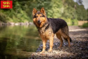 Mehr über den Artikel erfahren Chodský pes Züchter und Welpen in der Normandie