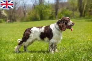 Mehr über den Artikel erfahren English Springer Spaniel Züchter und Welpen in Großbritannien