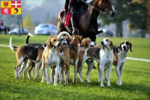 Mehr über den Artikel erfahren Französischer Laufhund Züchter und Welpen in Auvergne-Rhône-Alpes