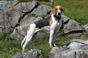 Mehr über den Artikel erfahren Französischer Laufhund Züchter und Welpen in Bourgogne-Franche-Comté