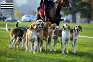 Mehr über den Artikel erfahren Französischer Laufhund Züchter und Welpen in der Bretagne