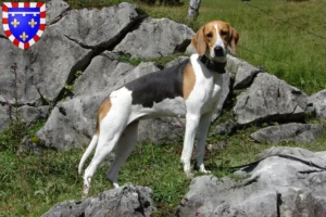 Mehr über den Artikel erfahren Französischer Laufhund Züchter und Welpen in Centre-Val de Loire