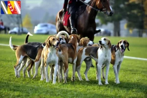 Mehr über den Artikel erfahren Französischer Laufhund Züchter und Welpen in Grand Est