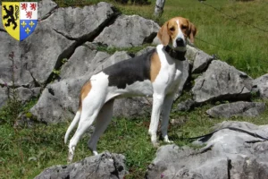 Mehr über den Artikel erfahren Französischer Laufhund Züchter und Welpen in Hauts-de-France