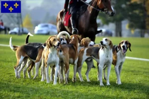 Mehr über den Artikel erfahren Französischer Laufhund Züchter und Welpen in Île-de-France