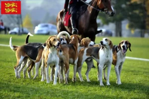 Mehr über den Artikel erfahren Französischer Laufhund Züchter und Welpen in der Normandie