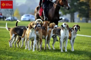 Mehr über den Artikel erfahren Französischer Laufhund Züchter und Welpen in Okzitanien