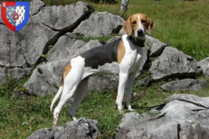 Mehr über den Artikel erfahren Französischer Laufhund Züchter und Welpen in Pays de la Loire