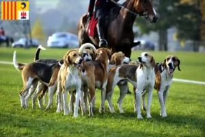 Mehr über den Artikel erfahren Französischer Laufhund Züchter und Welpen in der Provence-Alpes-Côte d’Azur