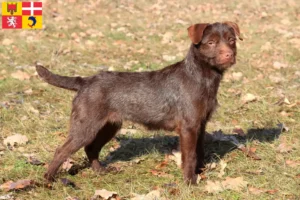 Mehr über den Artikel erfahren Patterdale Terrier Züchter und Welpen in Auvergne-Rhône-Alpes