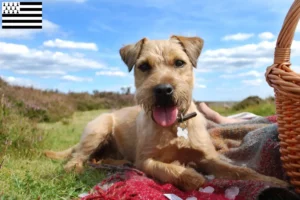 Mehr über den Artikel erfahren Patterdale Terrier Züchter und Welpen in der Bretagne