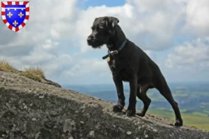 Mehr über den Artikel erfahren Patterdale Terrier Züchter und Welpen in Centre-Val de Loire