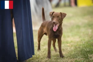 Mehr über den Artikel erfahren Patterdale Terrier Züchter und Welpen in Frankreich