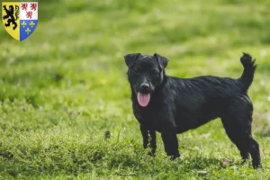 Mehr über den Artikel erfahren Patterdale Terrier Züchter und Welpen in Hauts-de-France