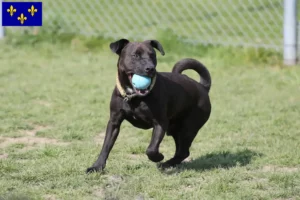 Mehr über den Artikel erfahren Patterdale Terrier Züchter und Welpen in Île-de-France