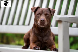 Mehr über den Artikel erfahren Patterdale Terrier Züchter und Welpen auf Korsika