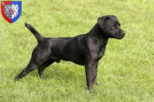 Mehr über den Artikel erfahren Patterdale Terrier Züchter und Welpen in Pays de la Loire