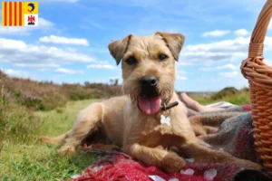 Mehr über den Artikel erfahren Patterdale Terrier Züchter und Welpen in der Provence-Alpes-Côte d’Azur