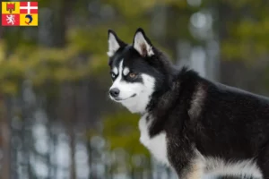 Mehr über den Artikel erfahren Pomsky Züchter und Welpen in Auvergne-Rhône-Alpes