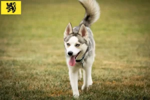 Mehr über den Artikel erfahren Pomsky Züchter und Welpen in Flandern