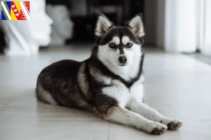 Mehr über den Artikel erfahren Pomsky Züchter und Welpen in Grand Est