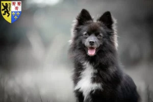 Mehr über den Artikel erfahren Pomsky Züchter und Welpen in Hauts-de-France