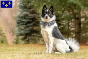 Mehr über den Artikel erfahren Pomsky Züchter und Welpen in Île-de-France