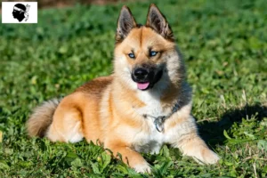 Mehr über den Artikel erfahren Pomsky Züchter und Welpen auf Korsika