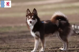 Mehr über den Artikel erfahren Pomsky Züchter und Welpen in Nouvelle-Aquitaine