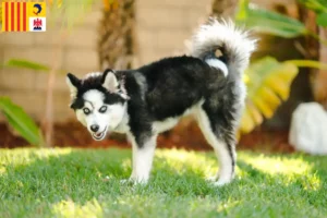 Mehr über den Artikel erfahren Pomsky Züchter und Welpen in der Provence-Alpes-Côte d’Azur