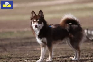 Mehr über den Artikel erfahren Pomsky Züchter und Welpen in Region Brüssel-Hauptstadt