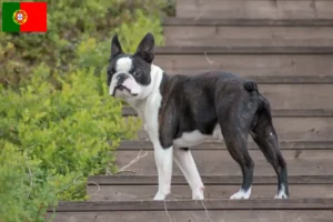 Mehr über den Artikel erfahren Boston Terrier Züchter und Welpen in Portugal