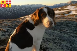 Mehr über den Artikel erfahren Drentse Patrijshond Züchter und Welpen in Auvergne-Rhône-Alpes