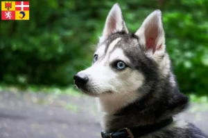 Mehr über den Artikel erfahren Alaskan Klee Kai Züchter und Welpen in Auvergne-Rhône-Alpes