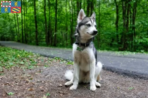 Mehr über den Artikel erfahren Alaskan Klee Kai Züchter und Welpen in Bourgogne-Franche-Comté