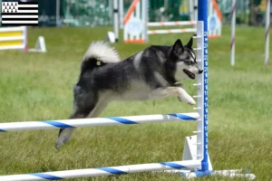 Mehr über den Artikel erfahren Alaskan Klee Kai Züchter und Welpen in der Bretagne