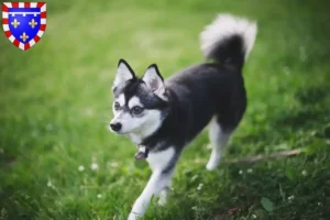 Mehr über den Artikel erfahren Alaskan Klee Kai Züchter und Welpen in Centre-Val de Loire